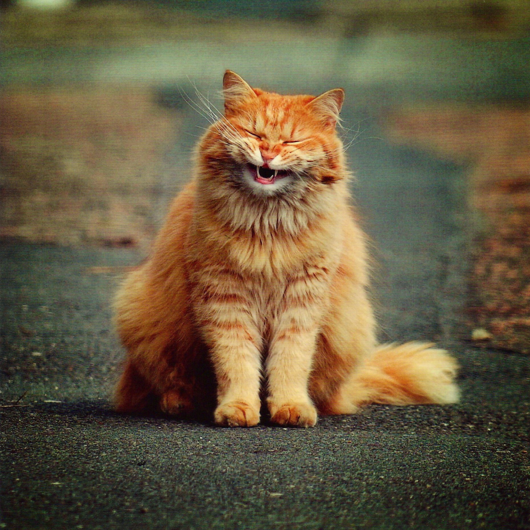 Angry Cat.jpeg