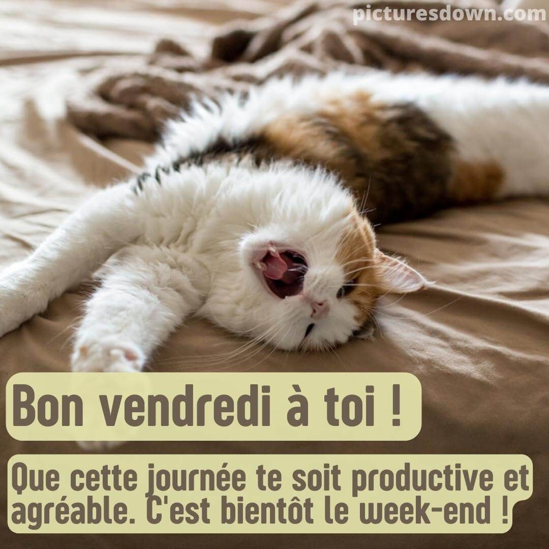 bonjour-vendredi-humour-image-27-1084904450.jpg