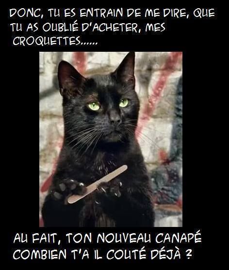 humour-chat-croquettes-2158902057.jpg