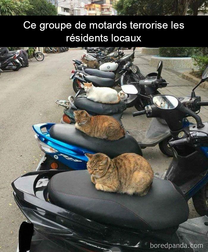 photos-chats-sous-titres-droles-snapchat-014.jpg