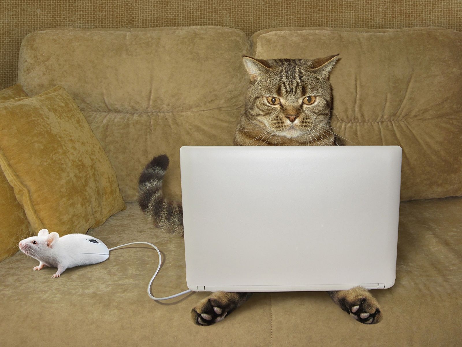 Cats_Mice_Laptops_Sofa_Funny_522017_1600x1200-758075283.jpg