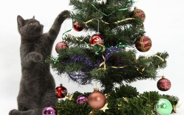 Cat &.Christmas.jpg