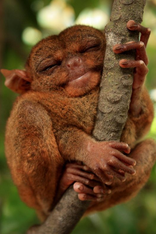 tarsier des Philippines.jpg