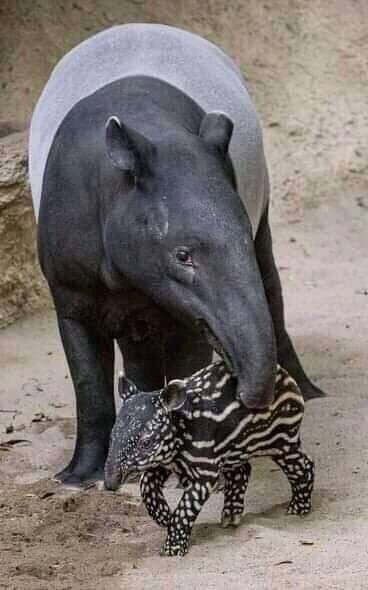 a 24 06 23 anim tapir.jpg