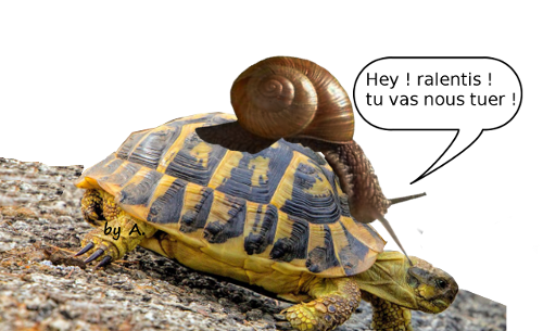 tortue escargot .png