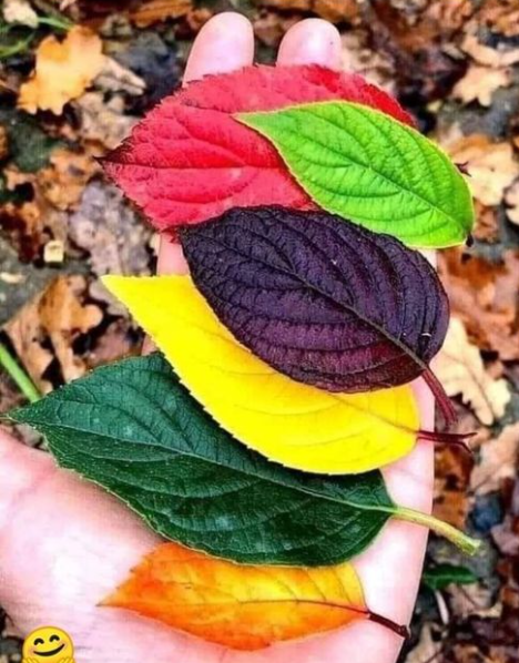 feuilles automne.png