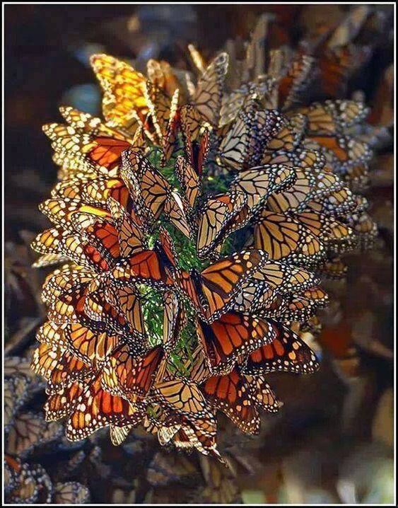 papillon monarque.jpg