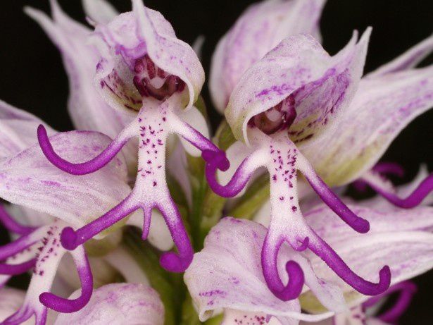ob_8886d1_orchid-italica.jpg