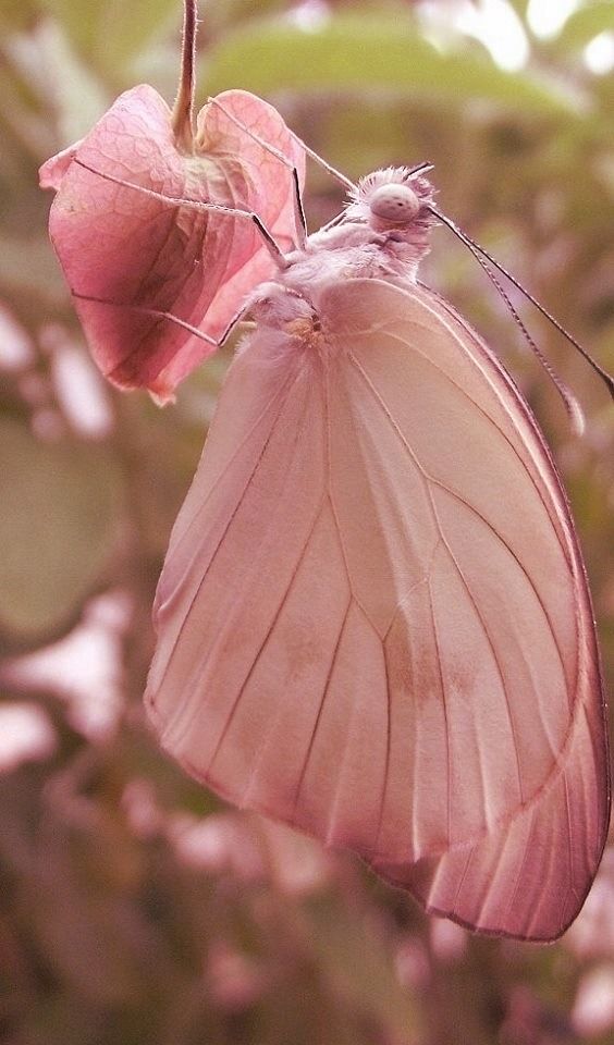 papillon rose.jpg