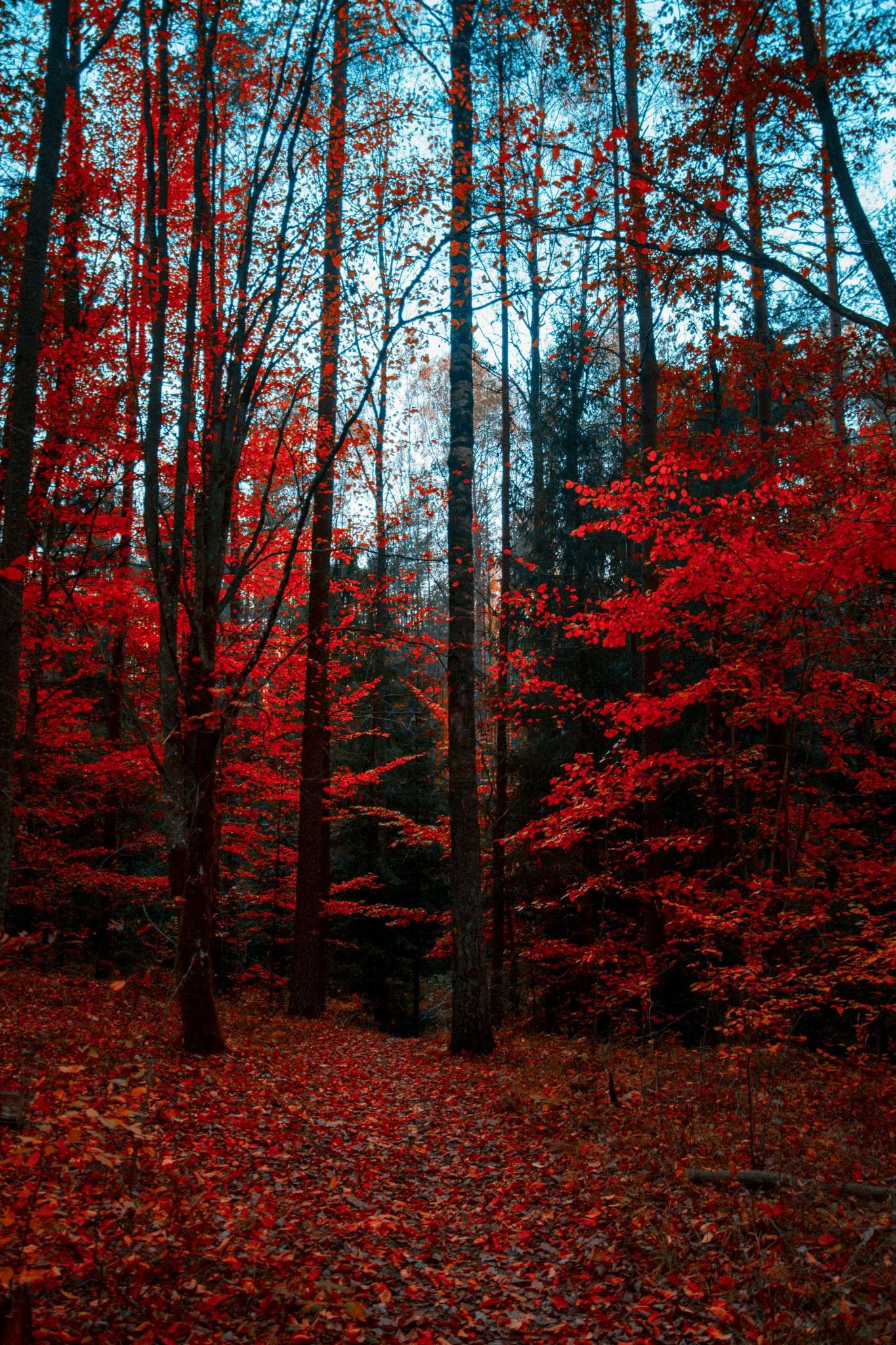 Forêt rouge.jpg