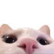 :cat_peek: