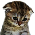 :cat_sad: