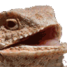 :lizard_hehe: