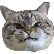 :cat_angry: