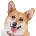 :corgi_smile: