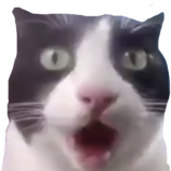:cat_shocked: