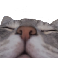 :cat_sleepy: