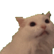 :cat_roar: