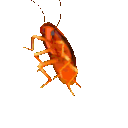:party_roach: