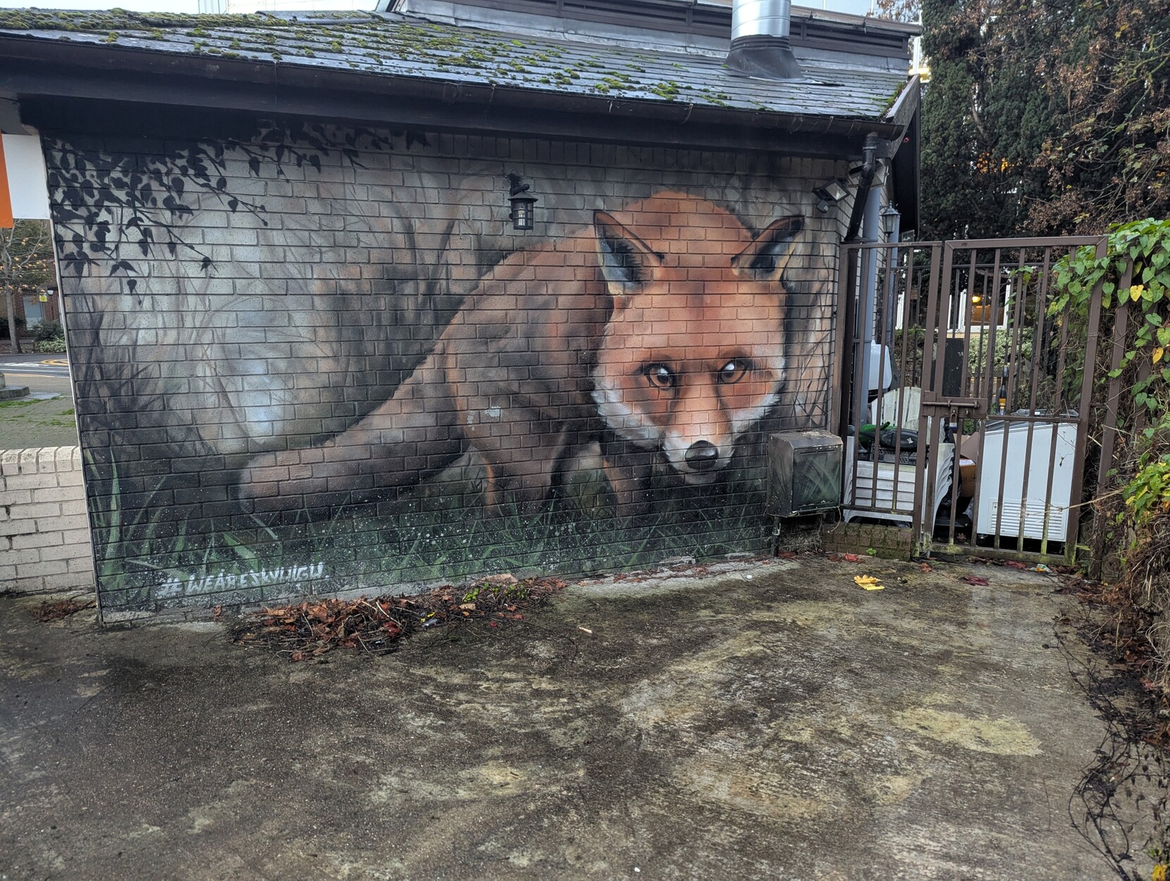 Graffiti of a realistic looking red fox skulking through low grass on the side of a building. The fox looks directly at the camera cautiously.