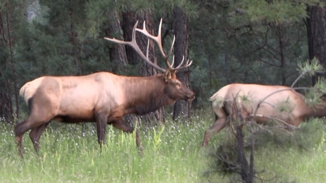 Grace Camo & Lace - Season 7 - Episode 3 - Heritage Outfitters Nebraska Part 2