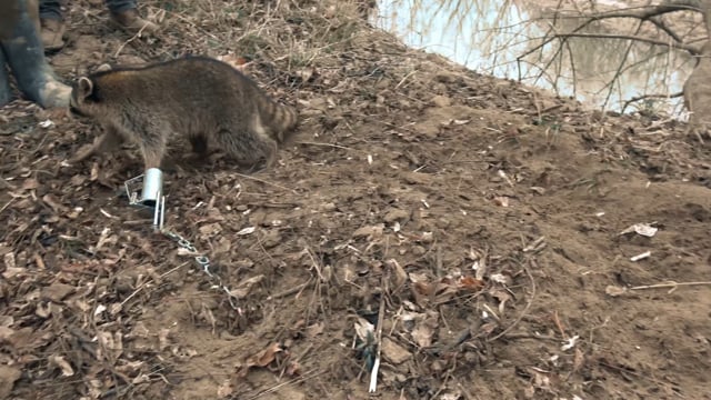 Fur Life TV - Season 2 - Episode 3 - Raccoon Rally Pt. 2