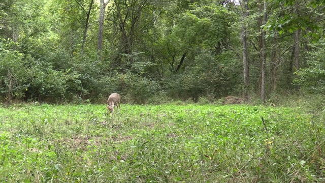 Wildlife Overdose - Season 3 - Episode 2 - Rusty Buck 2023