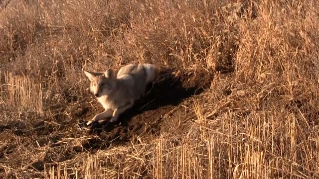 Wiebe Trapline Adventures S1 E4 Dan Roberts ND Coy Fox Continued