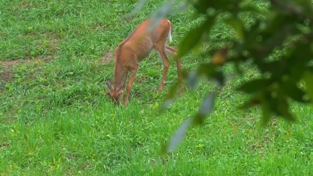Through the Eyes of the Hunter Season 2 - Episode 7 - Dexter Dieteker Deer and Turkey Hunt
