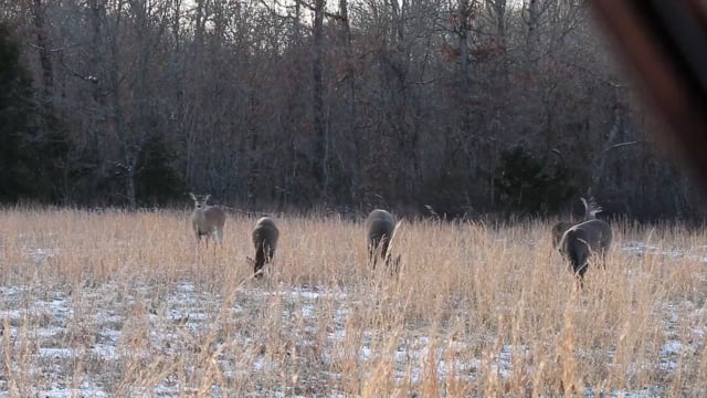 Wildlife Overdose - Season 2 - Episode 4 - RONNIE ANTELOPE