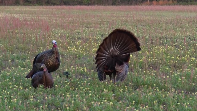 Through the Eyes of the Hunter Season 2 - Episode 2 - Rick White Kentucky Austin Hodges Georgia and Wayne Shaw in Iowa