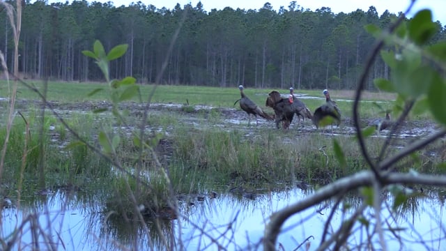 Real South Hunting - Season 8 - Episode 1 - Osceola Beach Birds