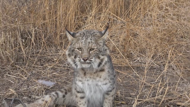 Fur Life TV - Season 1 - Episode 2 - Land Trapping