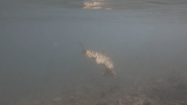 Frontier Unlimited - Season 12 - Episode 3 - Bowfishing Central Florida After Dark