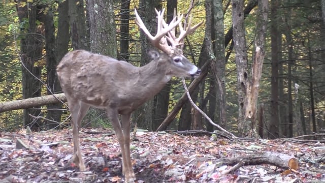 Dirt Road Outdoors TV - Season 7 - Episode 3 - Bad Boys on the Ridge Revised