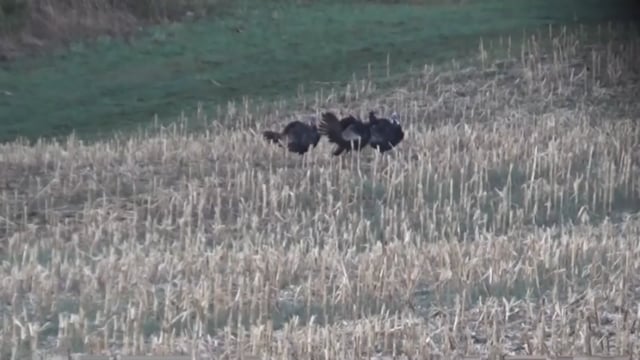Nevin's Hunting Friends - Season 2 - Episode 1 - Turkey Hunting