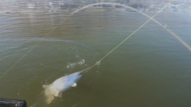Wildlife Overdose - Season 2 - Episode 3 - Spoonbill Trip.mp4