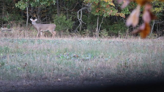 Wildlife Overdose - Season 2 - Episode 2 - Doe Dad Hunt - Kirby 2022.mp4