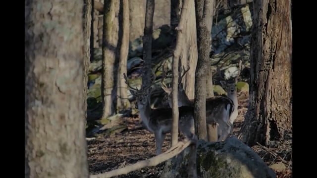 Ryan’s Outdoor Media - Season 2 - Episode 2 - Joining Josh on a Big Buck Bow Hunt.mp4