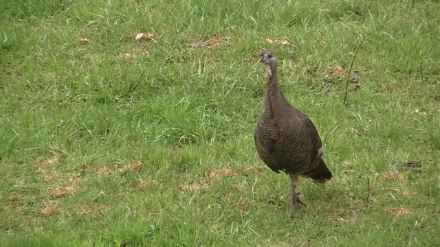 Wildlife Overdose - Season 1 - Episode 12 - 2022 Rusty Turkey.mov