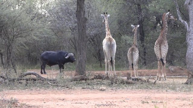 Symons African Safaris - Season 1 - Episode 7 - Big Buffalo Down