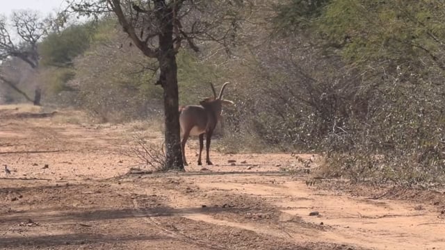 Symons African Safaris - Season 1 - Episode 6 - Sable Safari