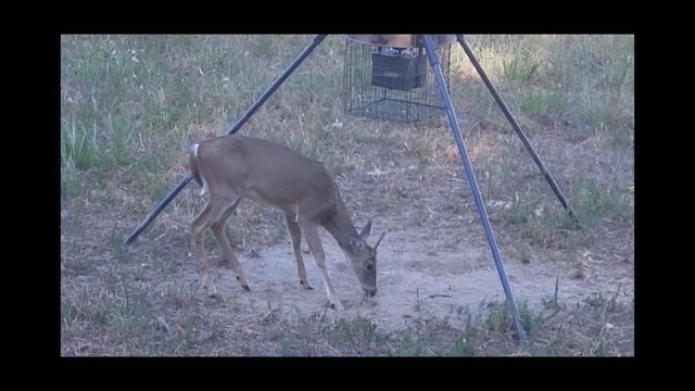 Ryan’s Outdoor Media Season 1 - Episode 5 - Boxing Does & The Big Buck