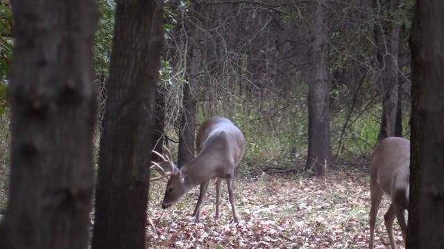 Real South Hunting - Season 7 - Episode 6 - Ms Super Hunt