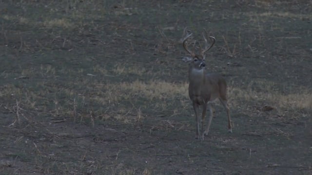 Jimmy Houston Outdoors - Season 22 - Episode 45 - Last Evening Deer