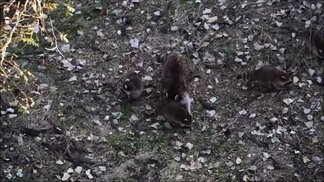 Called 2 Hunt - Season 3 - Episode 7 - Kansas Experience With Devon