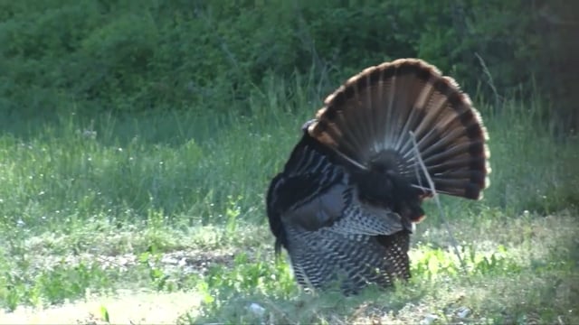 Aaron Outdoors - Season 7 - Episode 6 - Dad's Double Beard