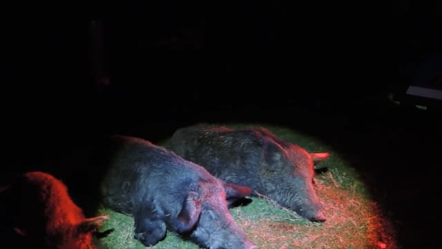 704 Outdoors - Season 8 - Episode 3 - The Grind Night 2 of Wild Hog Hunting in Texas