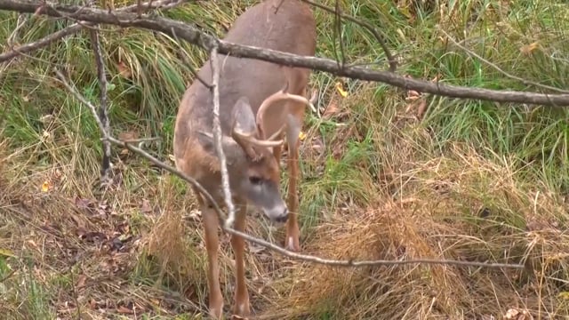 Through the Eyes of the Hunter - Episode 38 - Rick White Deer Hunt & Turkey Hunt Combo Show