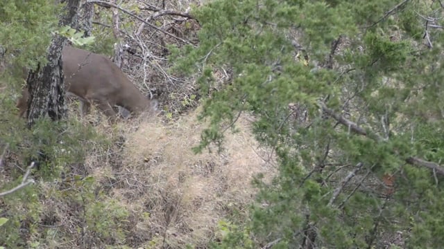 Through the Eyes of the Hunter - Episode 37 - Joe Wayner 2021 Buck